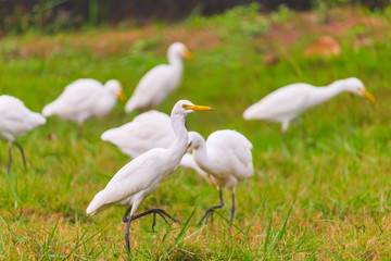 Obraz premium Ardea alba Are living food naturally.