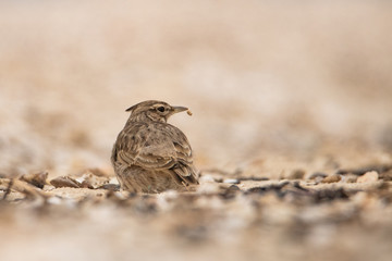 The lark on the sand. Minimalistic full-body portrait. Is worth its back and looks ago.Eating grain.