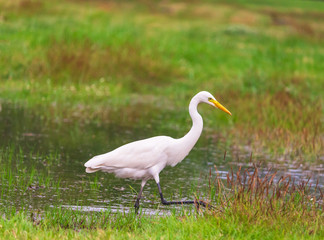 Ardea alba Are living food naturally.