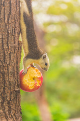 Young squirrel eating a delicious apple on a tree in a natural garden.