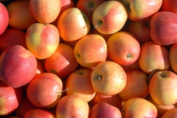 fresh apples at the market