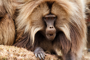 Portrait of a Male gelada baboon - Simien Mountains - Ethiopia