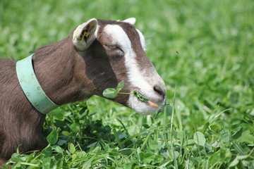 Ziege