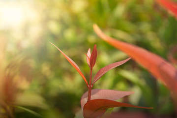 Nature leaves green background in garden at spring under morning sunlight. Natural green plants landscape wallpaper.