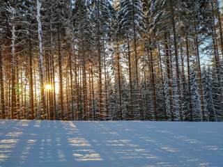 The sun rays shine through the snow-covered forest