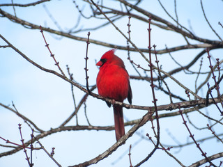 cardinal on a branch