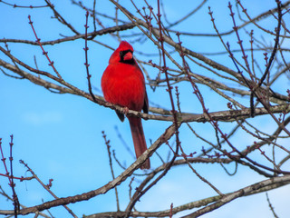 northern cardinal on a branch