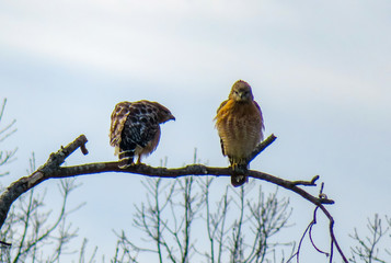 hawks on a branch