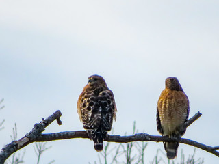 Birds of prey. 