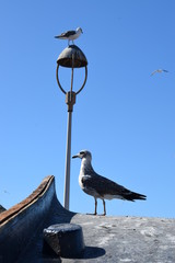 Essaouira, Maroko , Marocco , mewy © Urszula