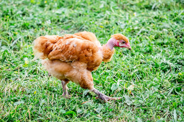 Young chicken of  breed naked neck goes ongrass in the garden_