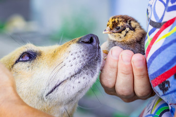 The dog looks at the small chicken that the woman holds in her hands_