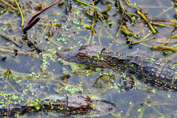 A young alligator is perfectly camoflaged in the swampy foliage waters