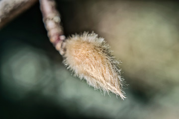 Willow bud on a branch on a dark background close-up