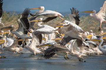 Ak pelikan » Pelecanus onocrotalus » Great White Pelican