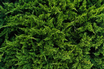 Light green pine tree branches