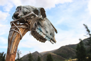 White cow skull naninaz on a stick and stands in the Altai Mountains