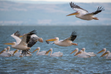 Fototapeta na wymiar Ak pelikan » Pelecanus onocrotalus » Great White Pelican