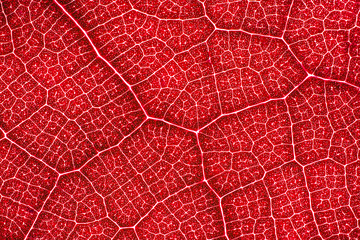 Abstract red leaf cells separated with veins. Artistic pattern design background.