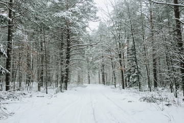 Winter forest road landscape.