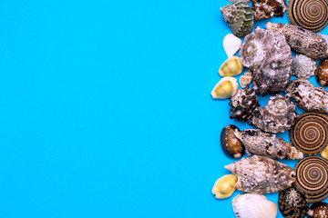lot of beautiful assorted sea shells against a blue background.copy space