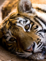 Tiger lying on the ground facing the camera