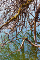 Old tree at at lake constance; Germany
