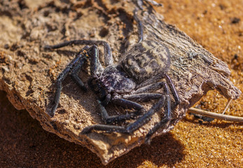 Scary Madagascar Spider