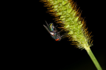 Close up shot of fly on the feather grass