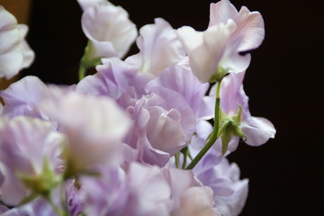 Fototapeta na wymiar Beautiful floral arrangement