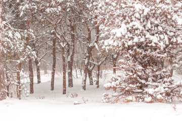 Fairy winter forest, falling snow. Blur