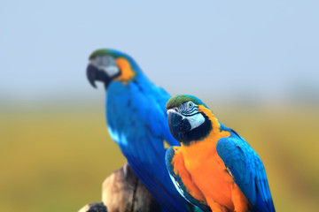 Two Macaw birds close up shot