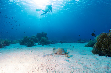 fondo marino con muchos peces