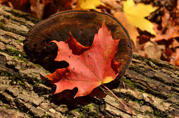 autumn leaves on the ground