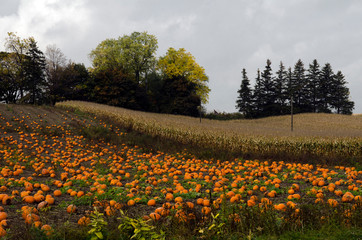 field of pumpkins
