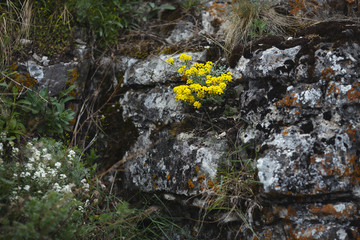 Yellow wild flowers growing on the rocks covered with lichen.