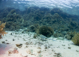 fondo marino con muchos peces