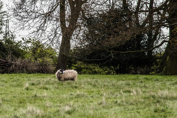 sheep in field