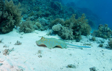 fondo marino con muchos peces