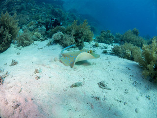 fondo marino con muchos peces