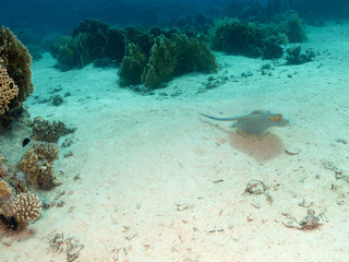 fondo marino con muchos peces
