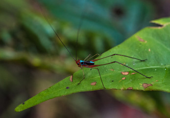Amazon Rainforest Insect