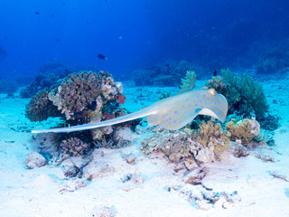 fondo marino con muchos peces
