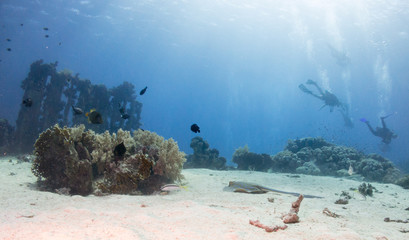 fondo marino con muchos peces