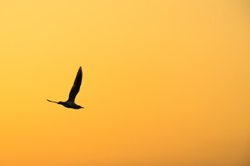 birds flying in the sky