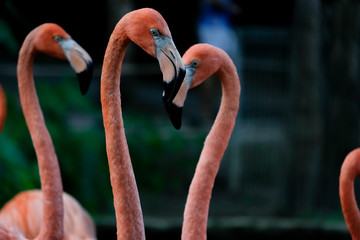 American flamingo