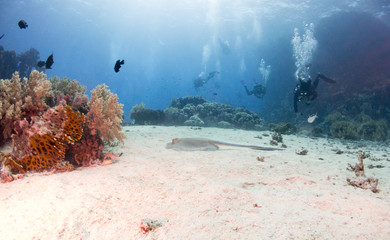 fondo marino con muchos peces