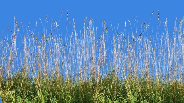 Beautiful Grass Blowing On The Wind Isolated with alpha mask, Close up of High Grass, Wheat spikelets grass, green plants leaves, green plants are moving from wind