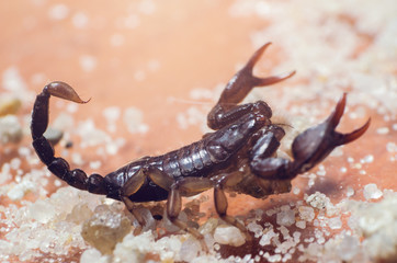 Scorpion creeps on the sand close up