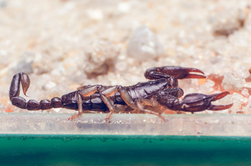 Scorpion creeps on the sand close up